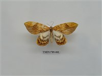 藏品(中國蛾類)的圖片